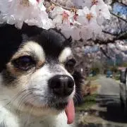 Image of ふぃず