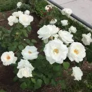 るい★プロフ必読の画像