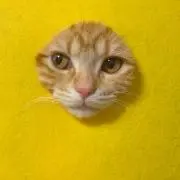 didiの画像