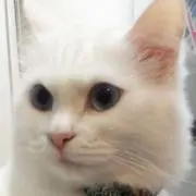 アンジェラ