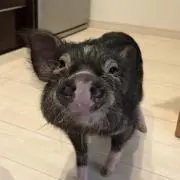 ブタさんは家族の画像