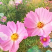 Piiiちゃんの画像