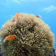 けんの画像
