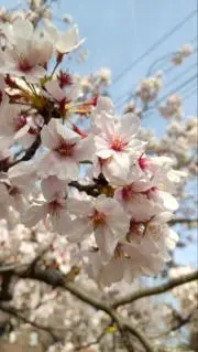 moyuhi3の画像