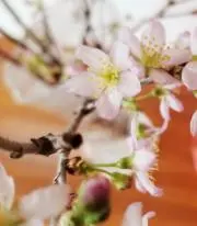 はるSの画像