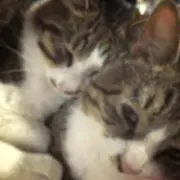 りょん