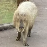 たんぽぽの画像