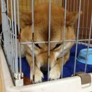 おまめ