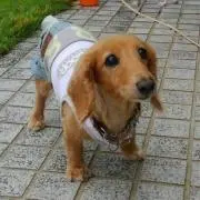 あずきお休み中です