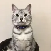 エルの画像