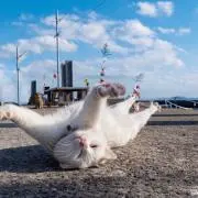 ririの画像