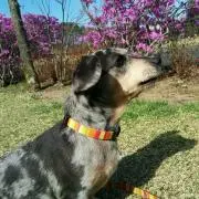 joyの画像