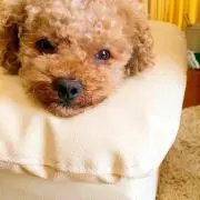 ゆきだるま