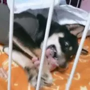 びー