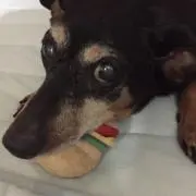 ラッキーの画像