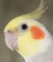 まめぱぱの画像
