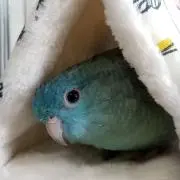 即購入ＮＧ  しそうめ