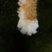 ひまわり