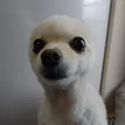 ルルの画像