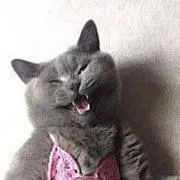 あるけえがねこ