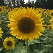 あんぱんの画像