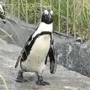 kopenの画像