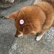 きぃぃの画像
