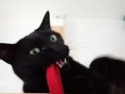 kohの画像
