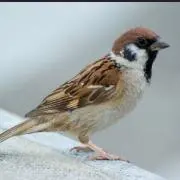 @@@