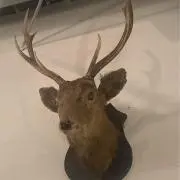 pom☆の画像