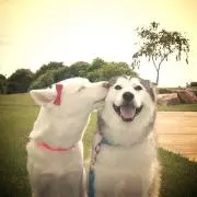 terrorinの画像
