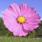 きもの 秋桜 オークション開催中の画像