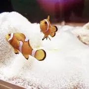 ズッキーの画像