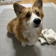 まみこの画像