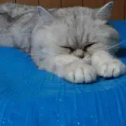 みるくロール★プロフ確認お願いの画像