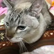 にゃん太郎
