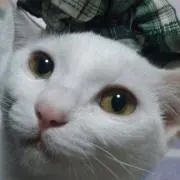 @cat※