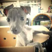 ミーママ