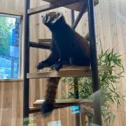 いろはす