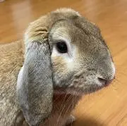 saaaaya即購入可の画像