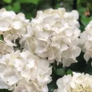チョキの画像