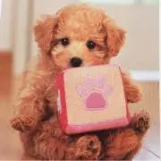 bearの画像
