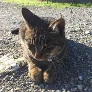comaの画像