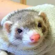 Kuronekoまぁたんの画像