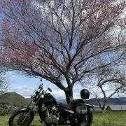 ですの画像
