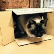 ニクキュウの画像