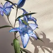 camelliaの画像