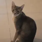 クッキーの画像