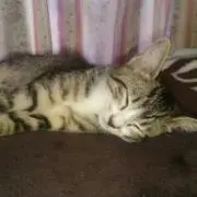 ウイングマンさん専用 OZRacing 17インチ ゴールドアルミ - メルカリ