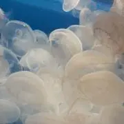 ぽんさんの画像